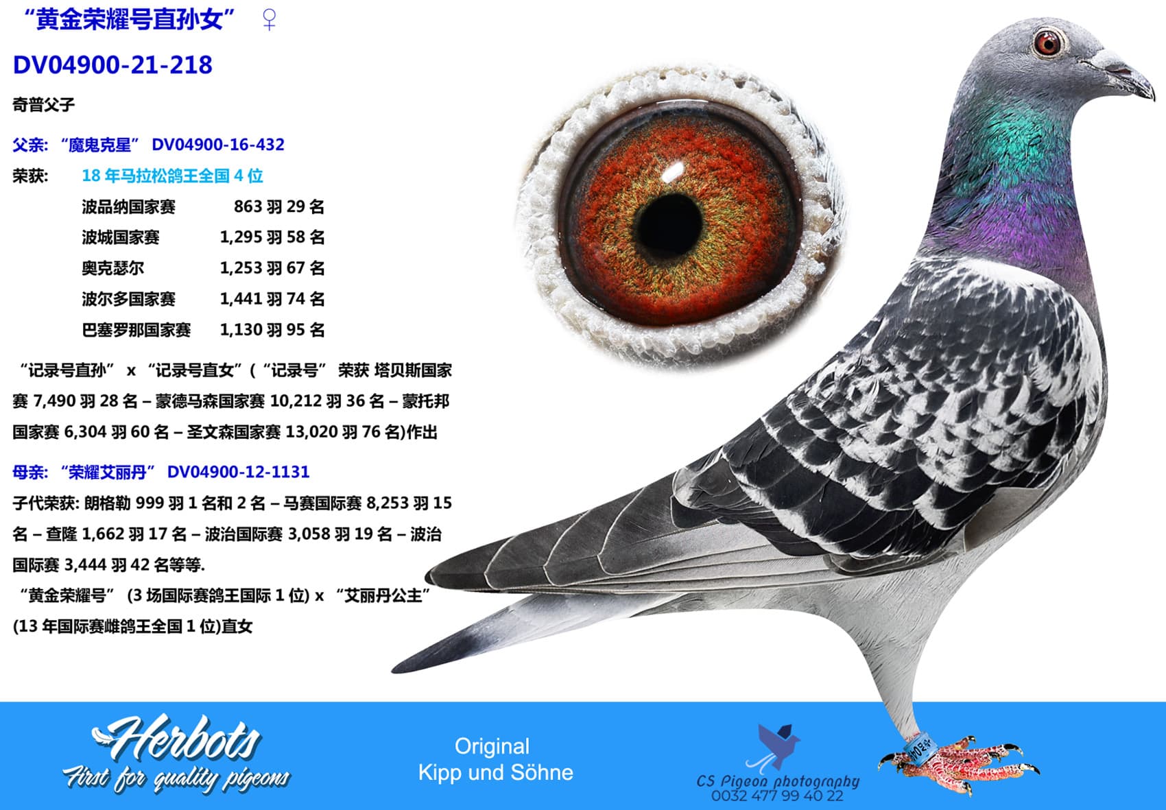 pigeon: “黄金荣耀号直孙女”