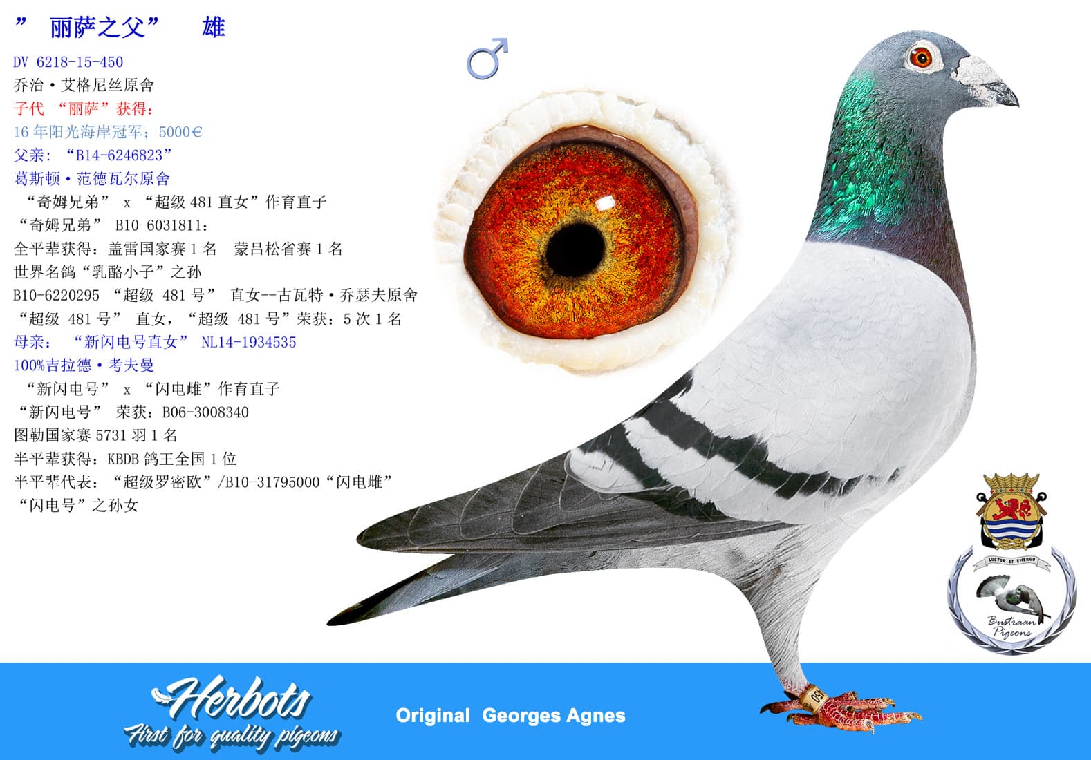 pigeon: undefined