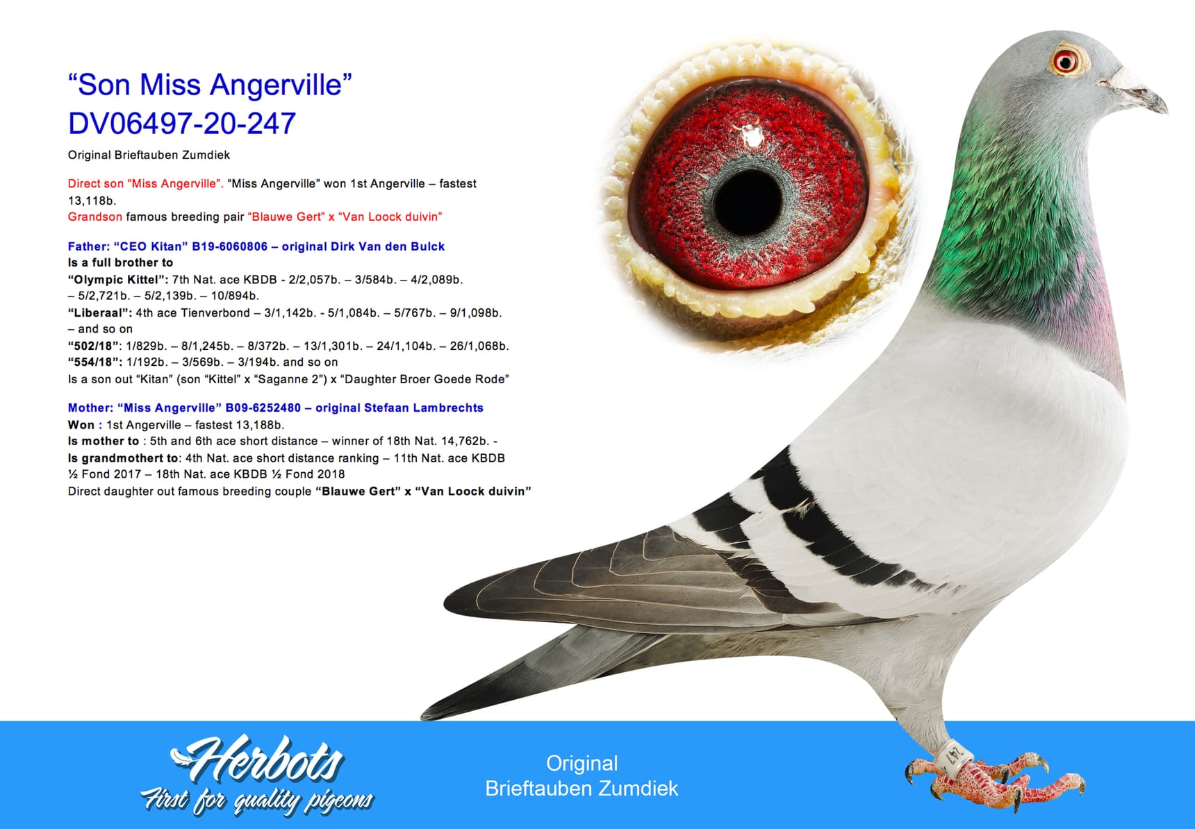 pigeon: “Son Miss Angerville”