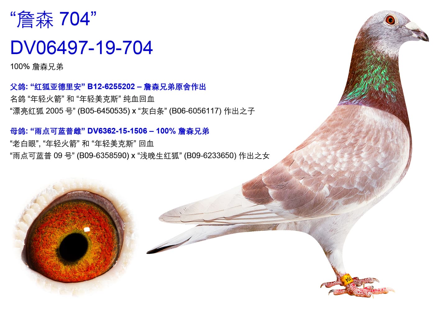 pigeon: undefined
