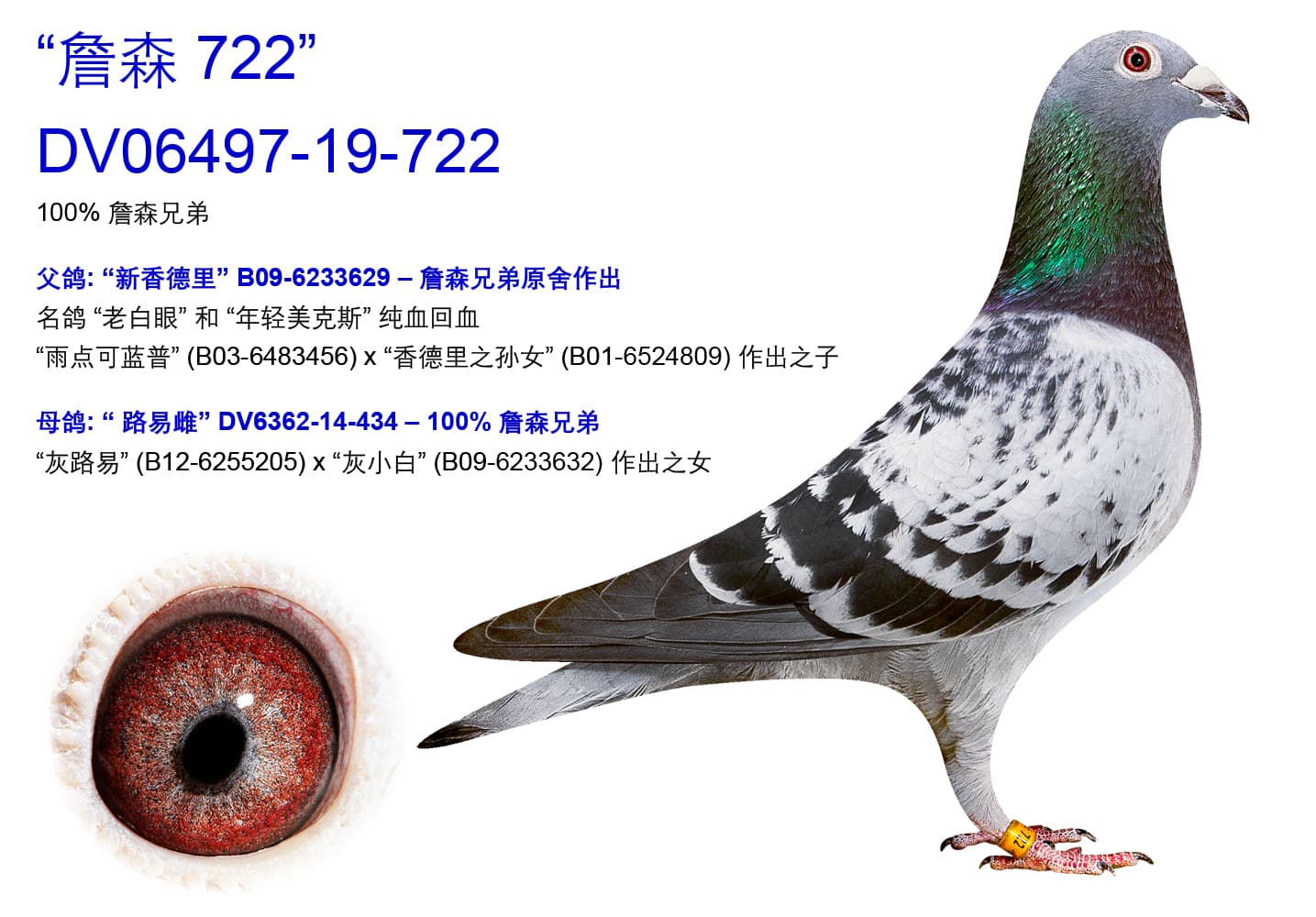 pigeon: undefined