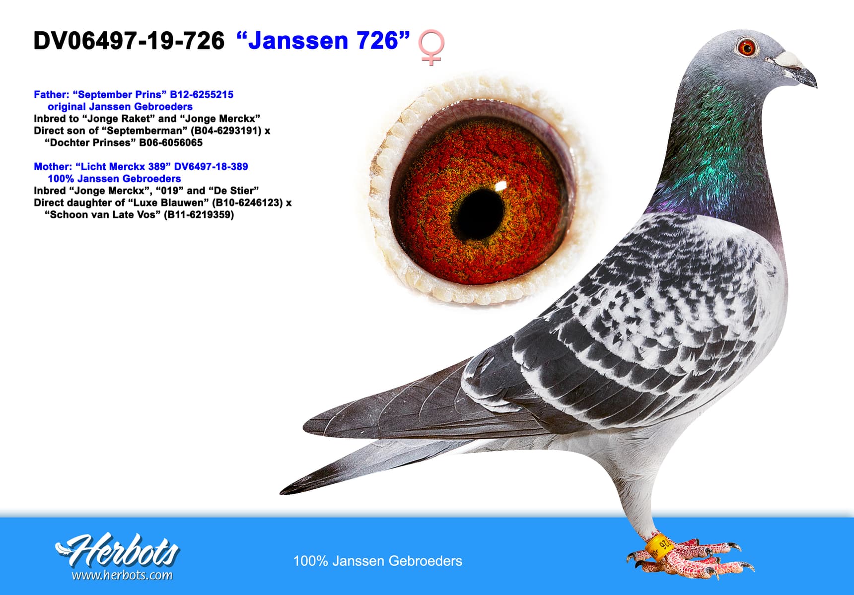 pigeon: undefined