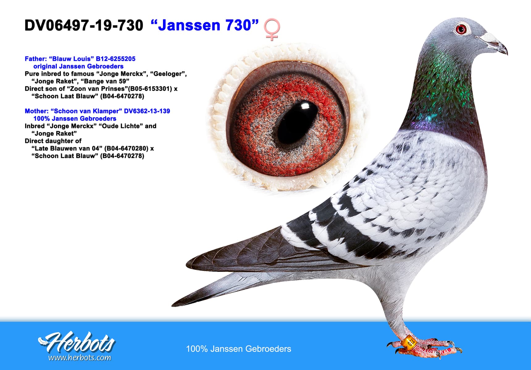 pigeon: “Janssen 730”