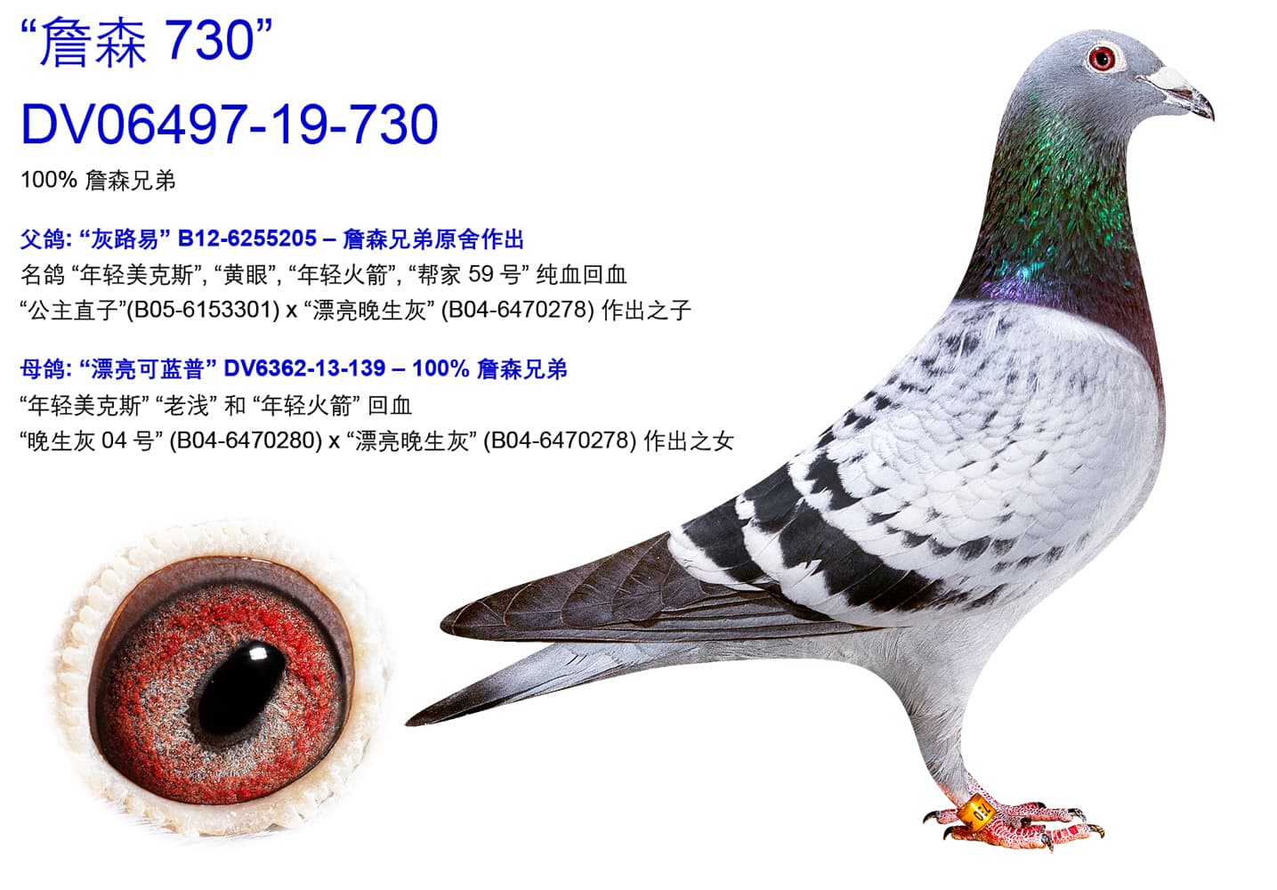 pigeon: undefined
