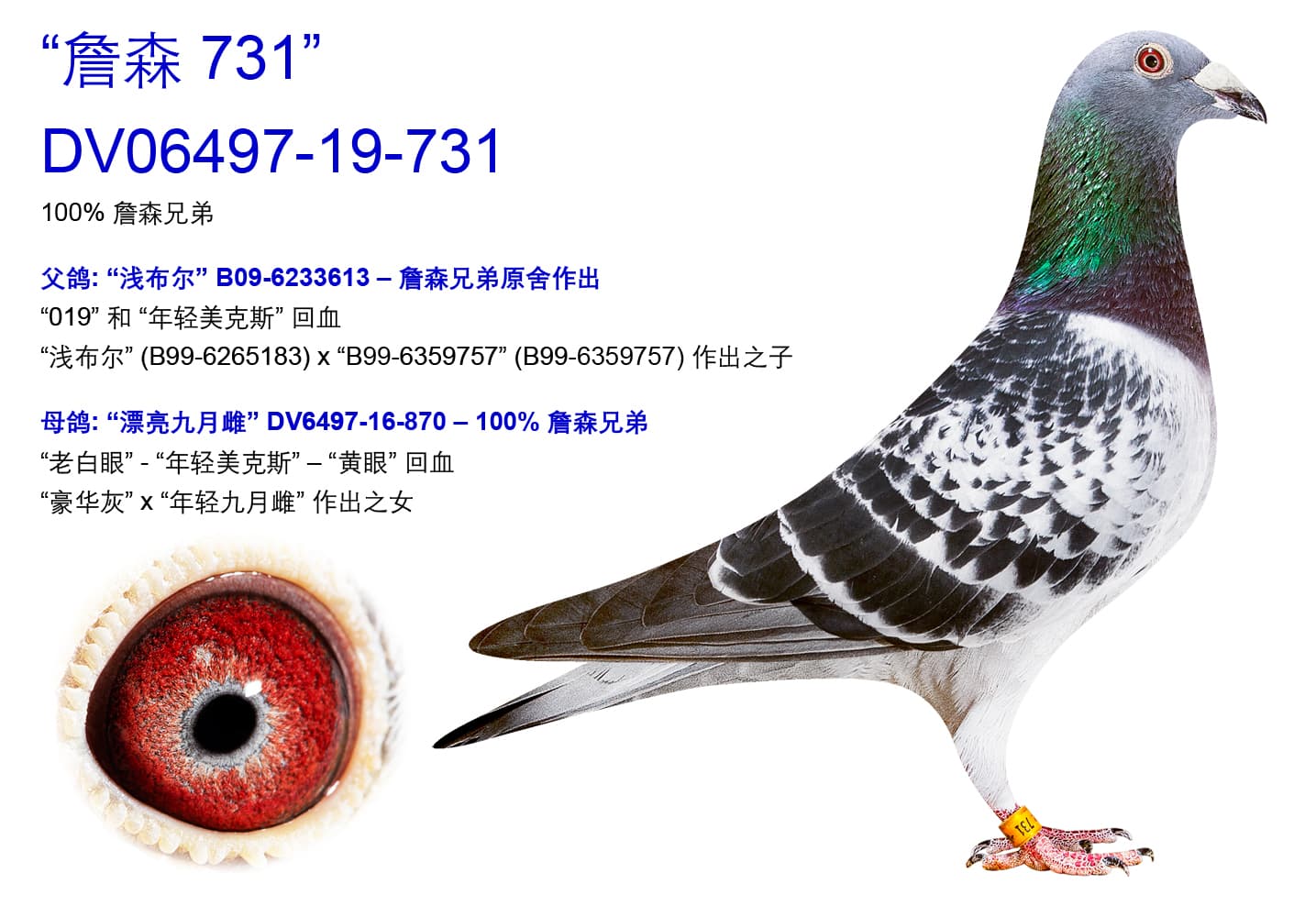 pigeon: undefined
