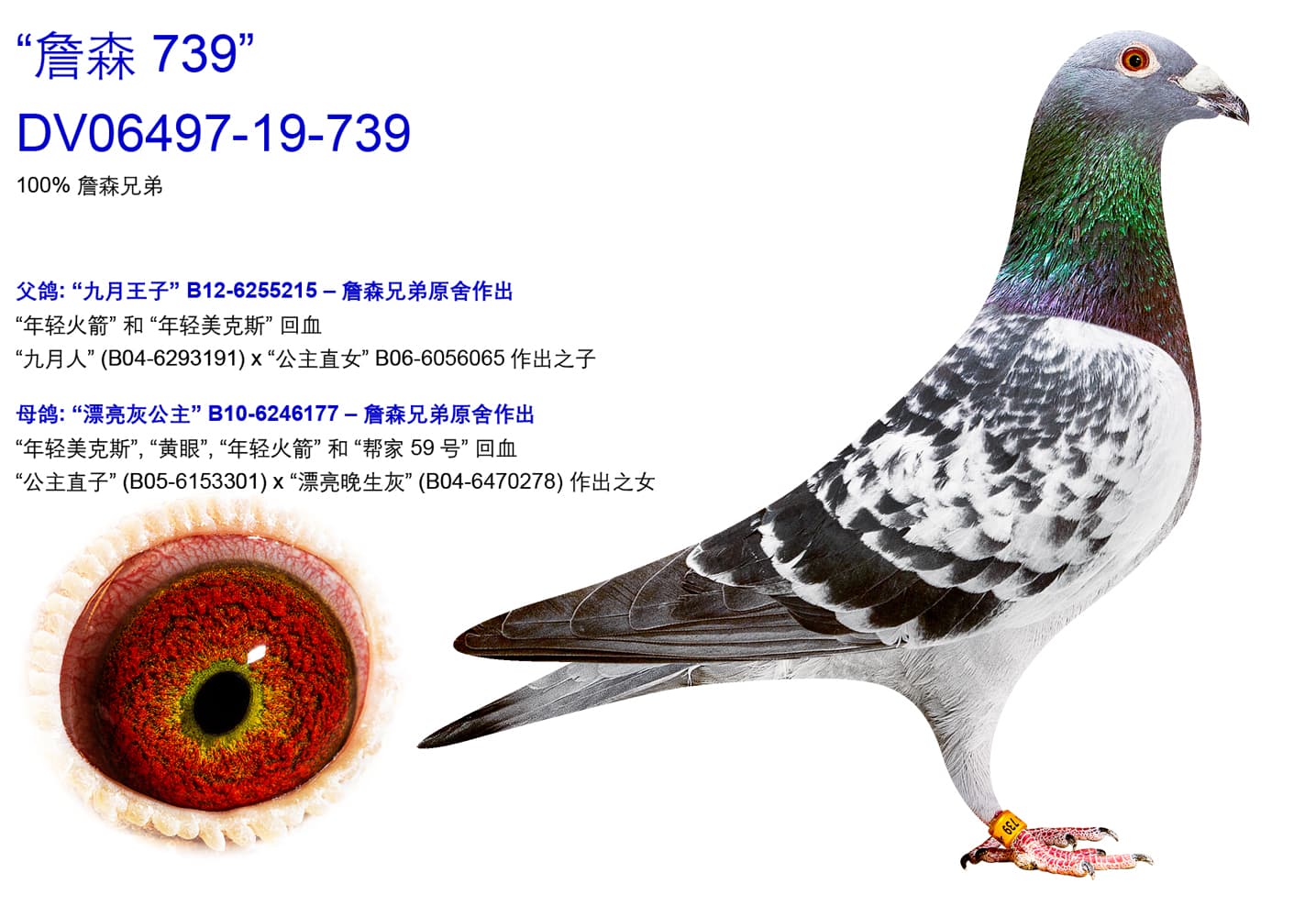 pigeon: undefined