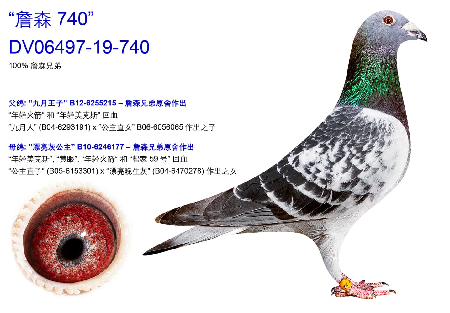pigeon: undefined