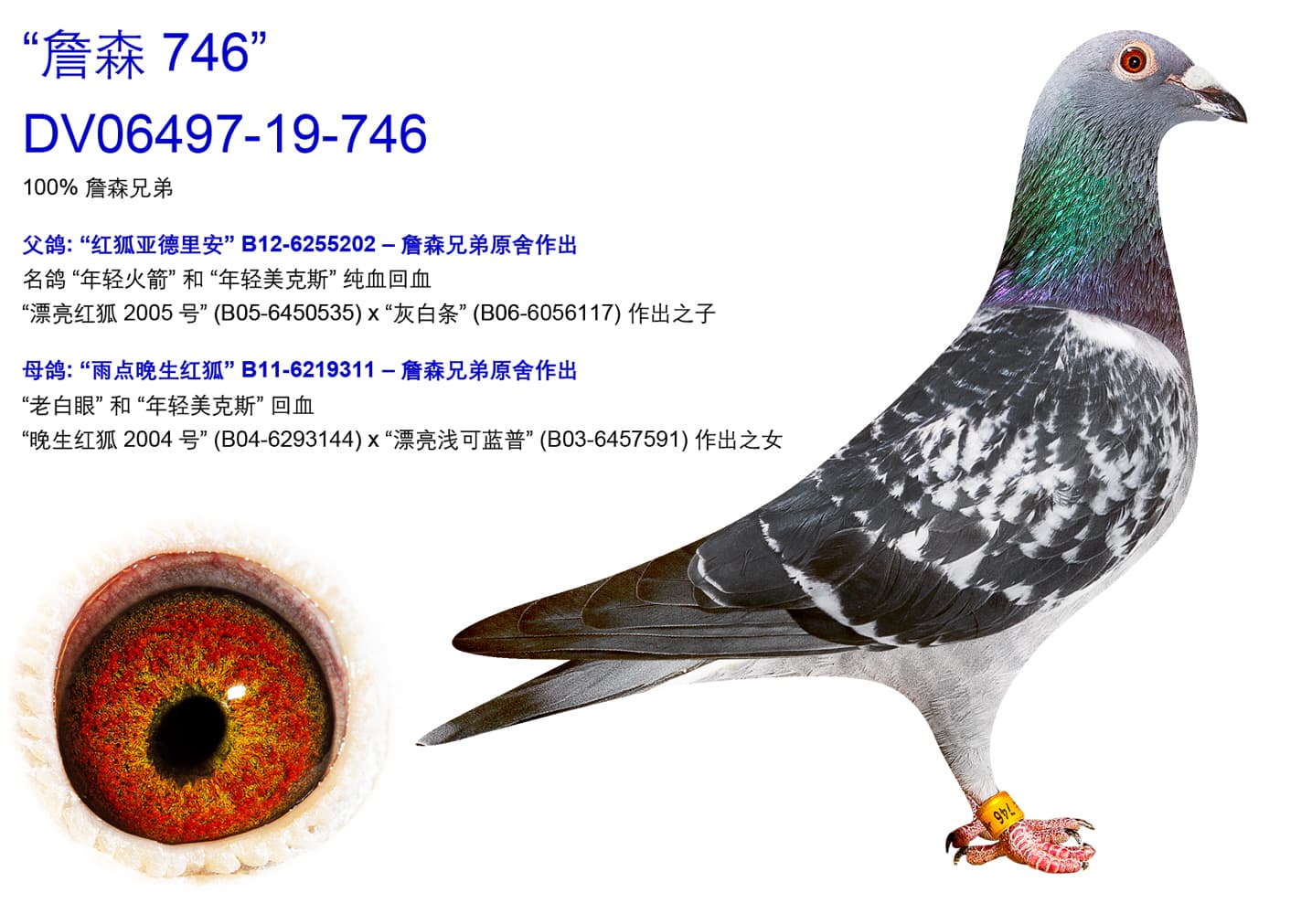 pigeon: “詹森 746"