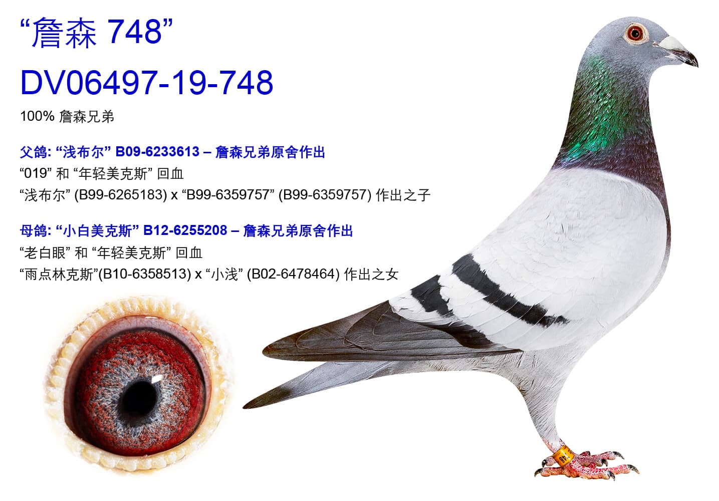 pigeon: undefined