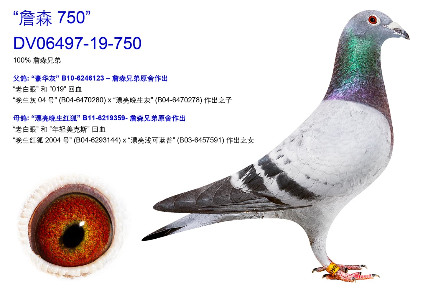 pigeon: undefined