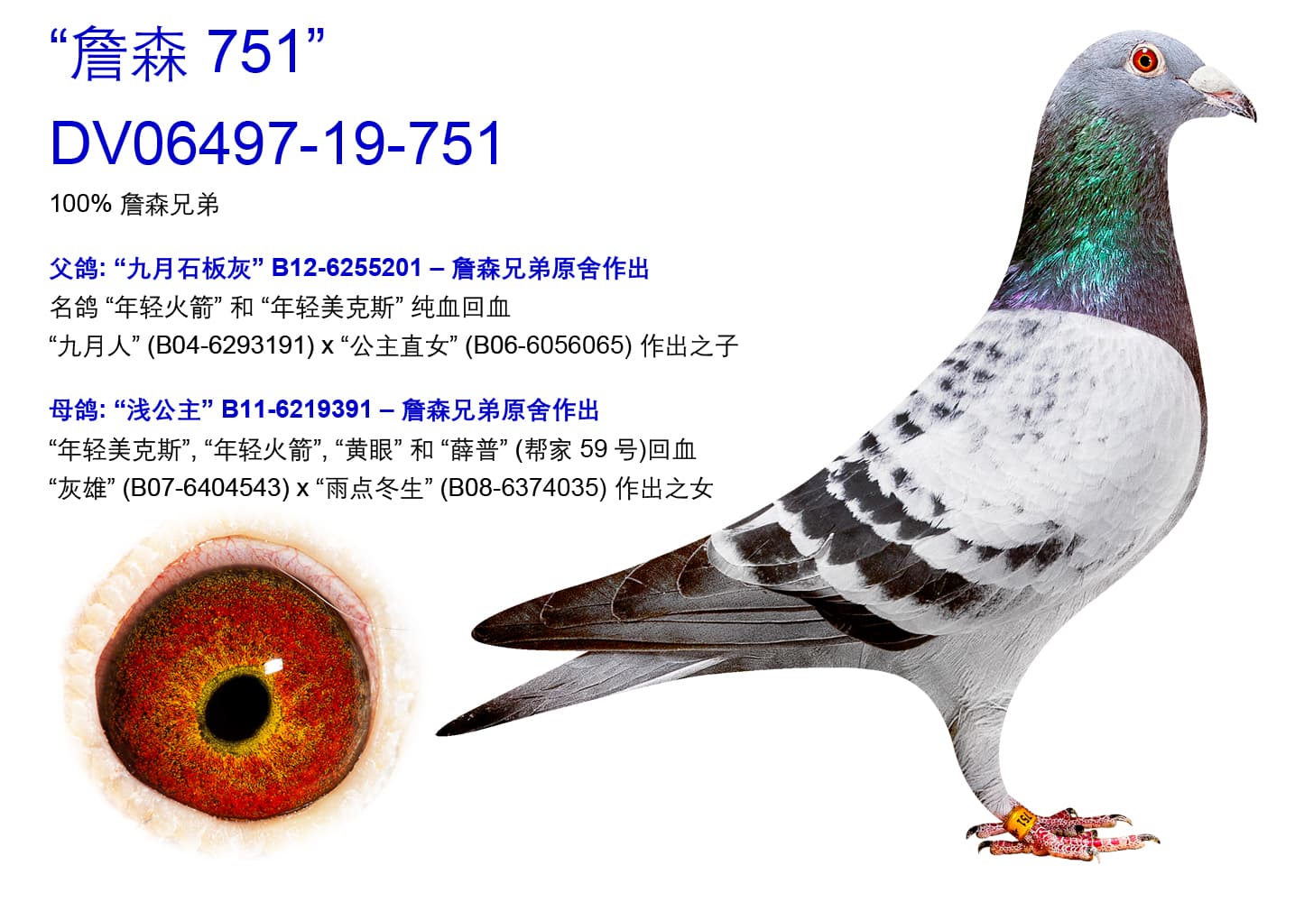 pigeon: undefined