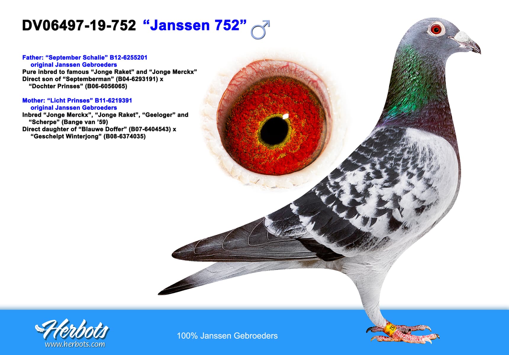 pigeon: undefined