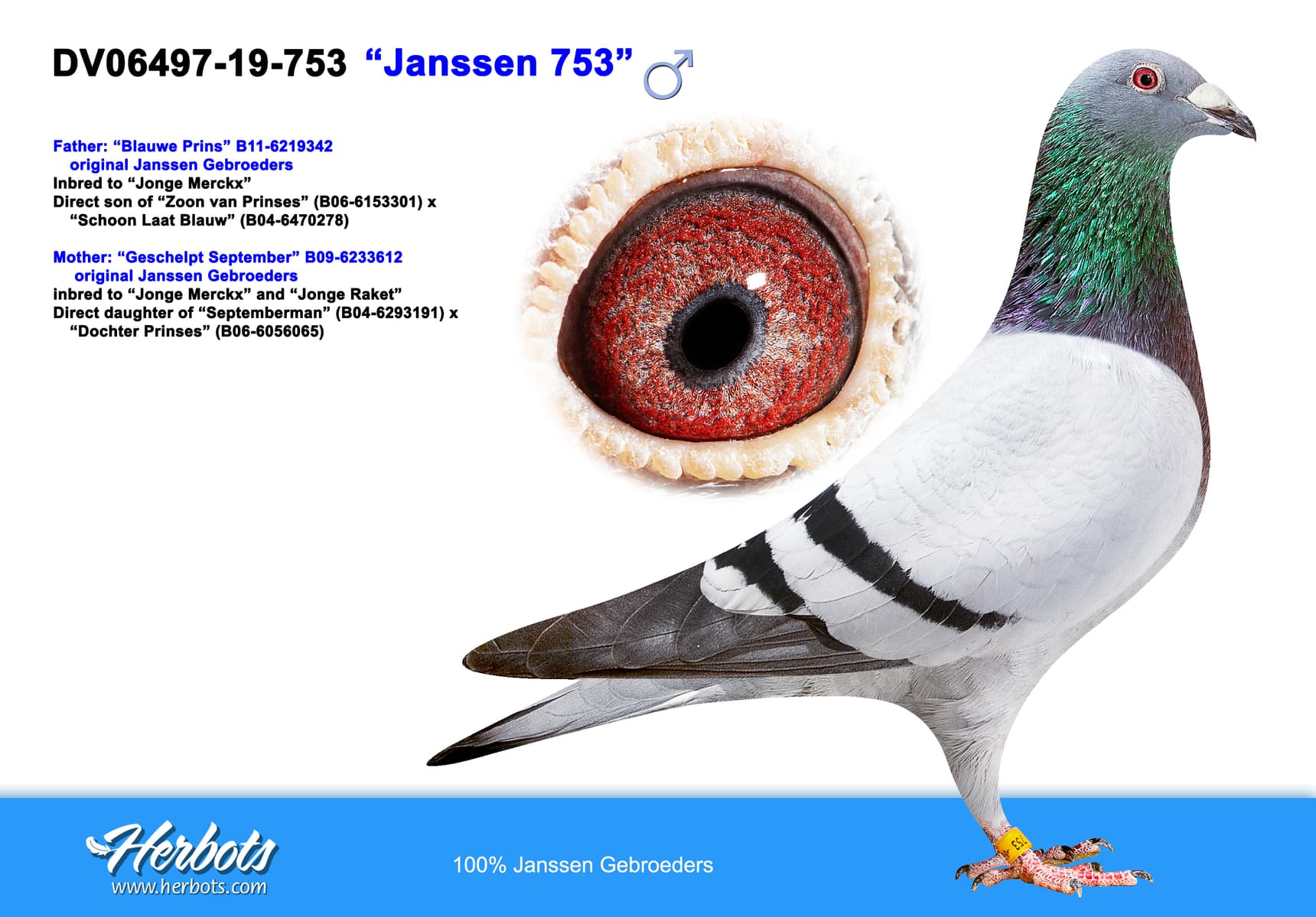 pigeon: undefined