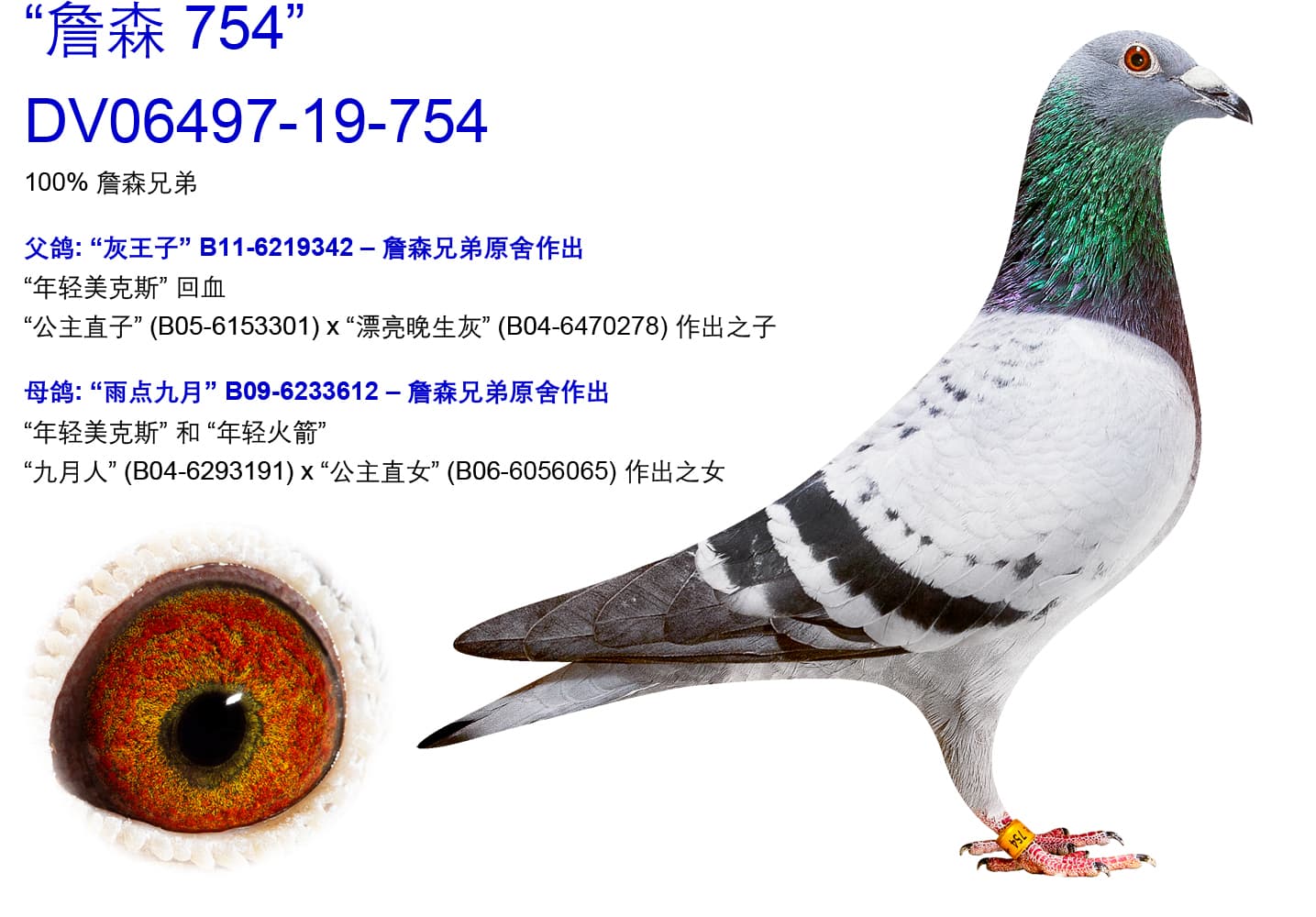 pigeon: undefined