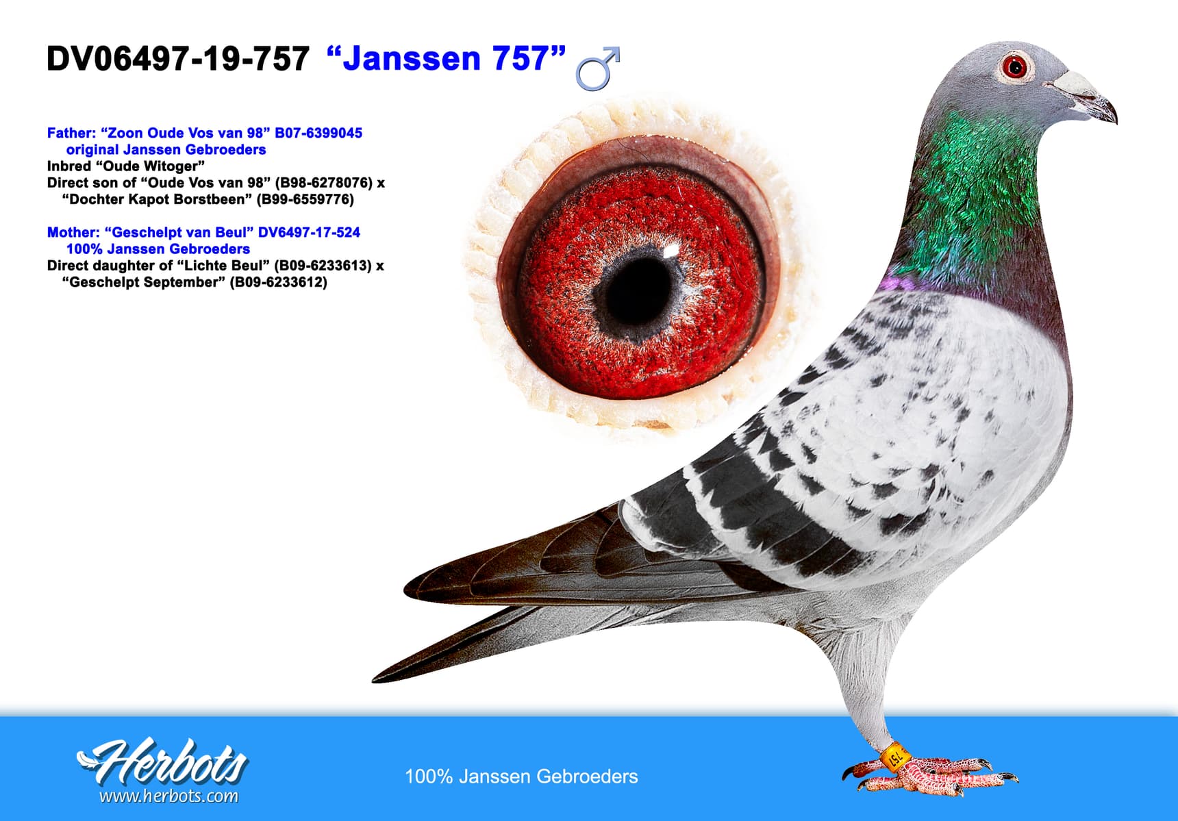 pigeon: “Janssen 757”