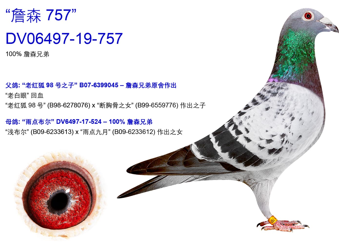 pigeon: undefined