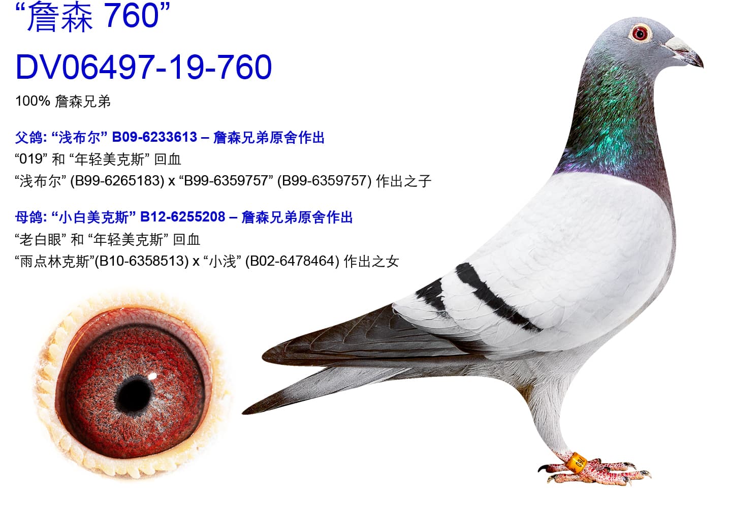 pigeon: undefined