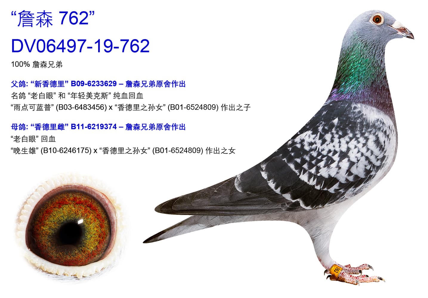pigeon: “詹森 762"