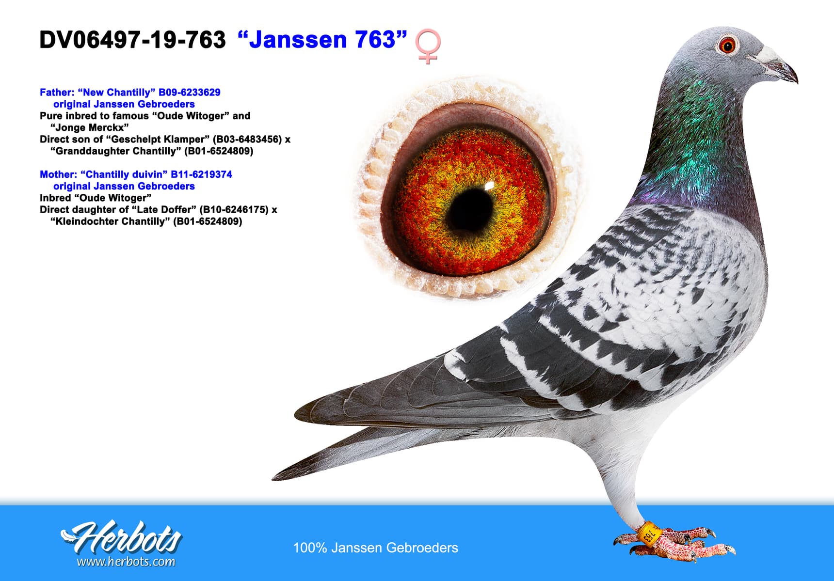 pigeon: “Janssen 763”