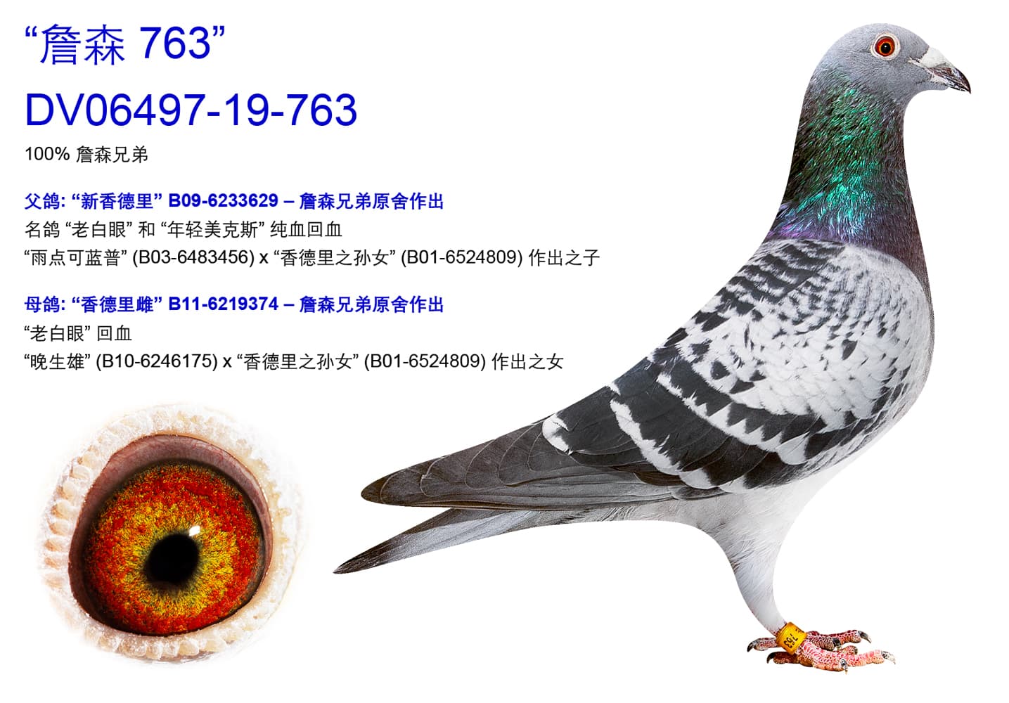 pigeon: “詹森 763"