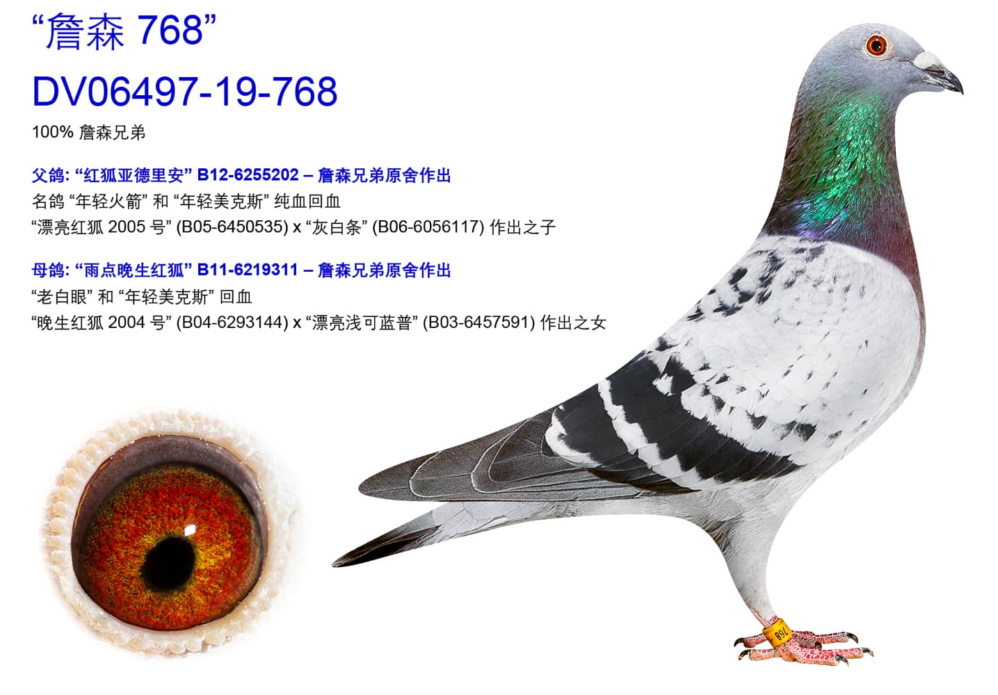 pigeon: undefined