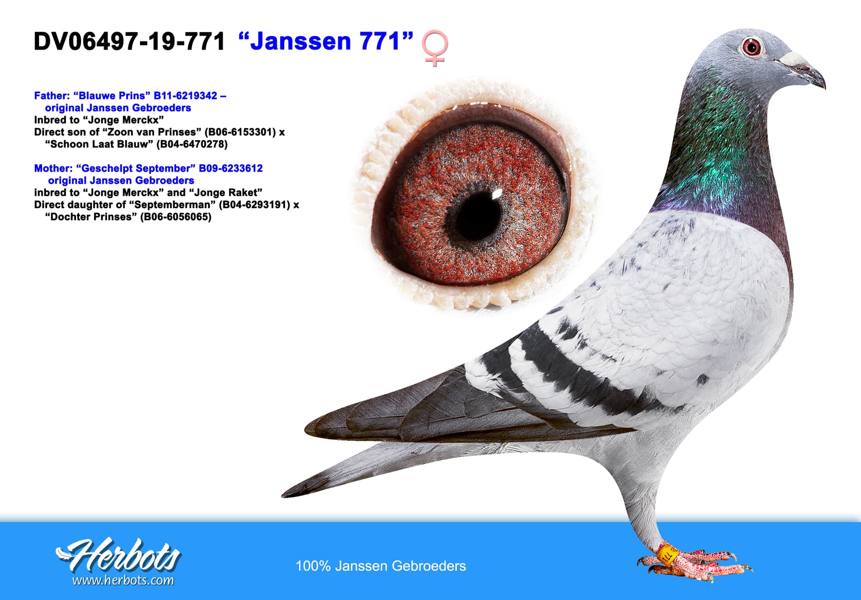 pigeon: undefined