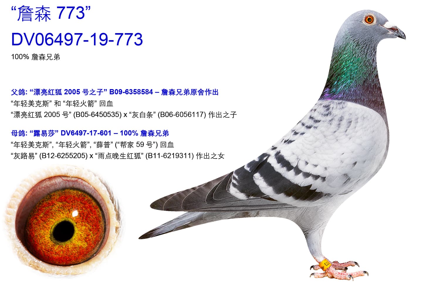 pigeon: undefined