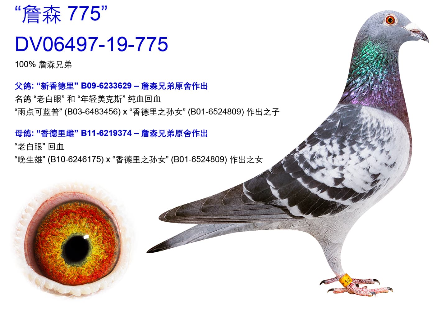 pigeon: undefined