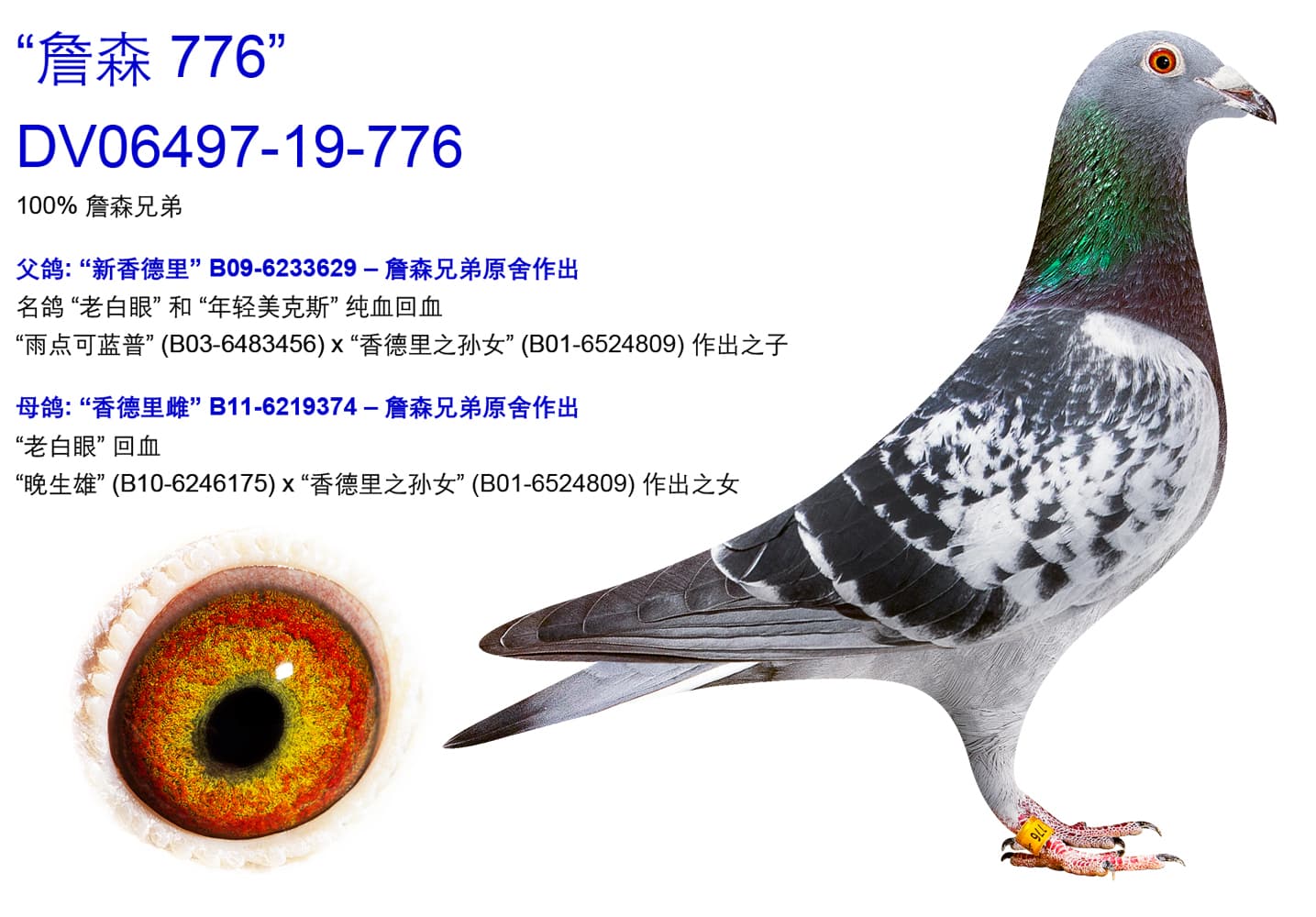 pigeon: undefined