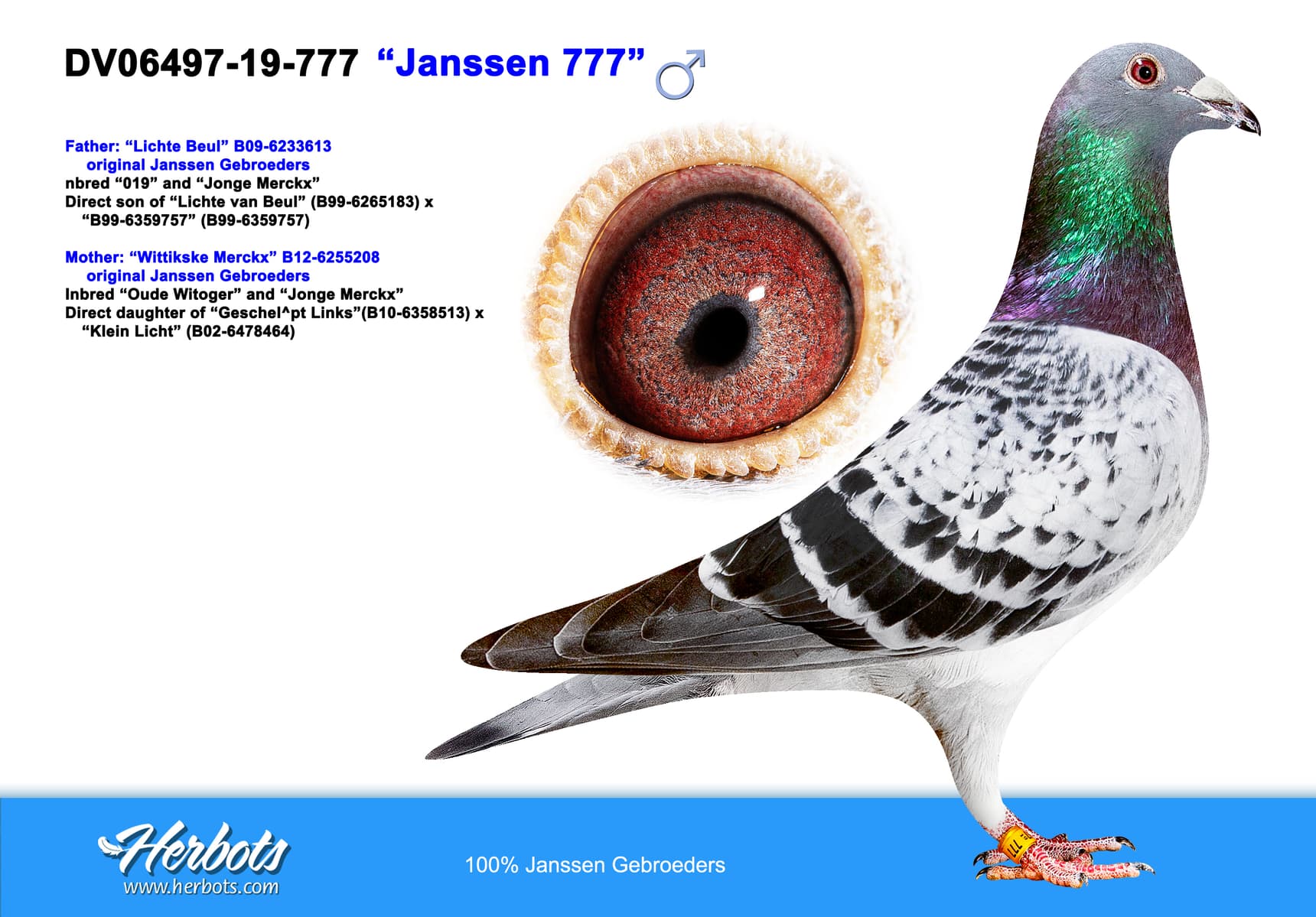 pigeon: undefined