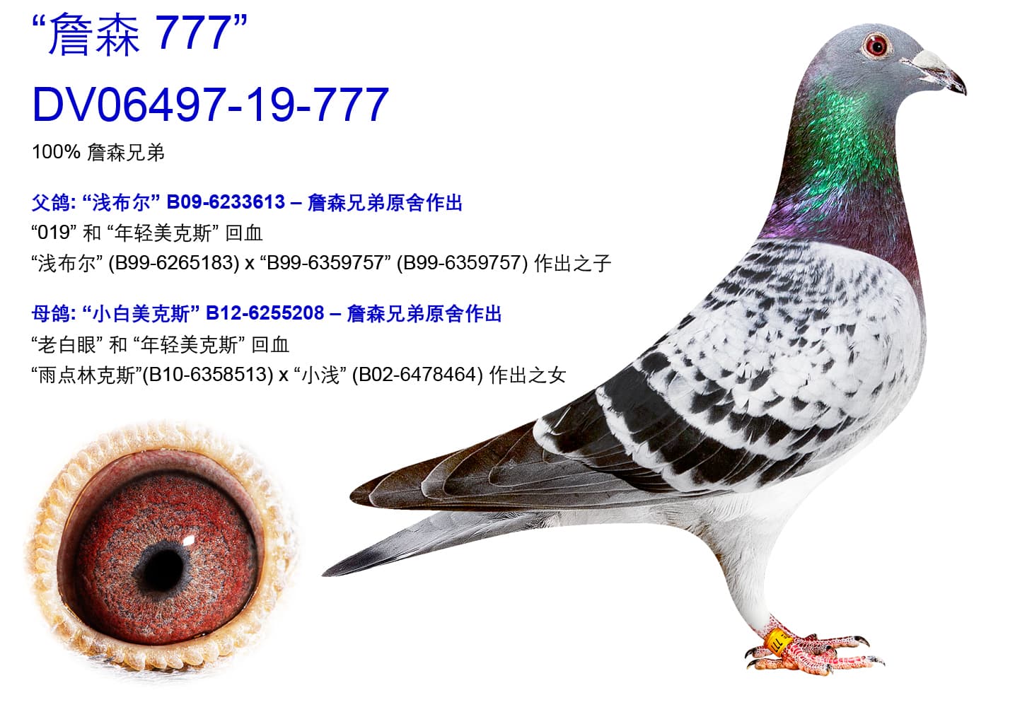 pigeon: undefined