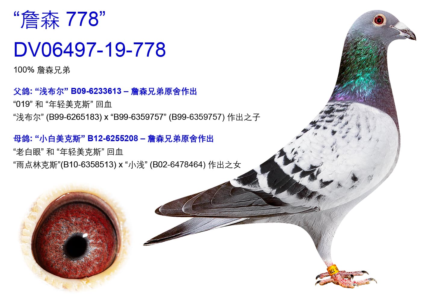 pigeon: undefined