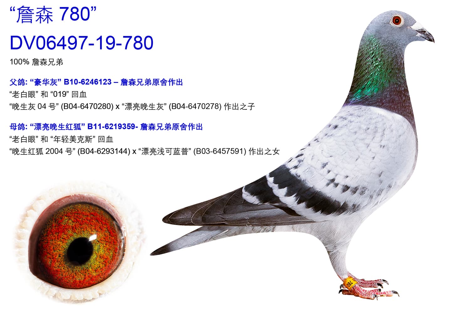 pigeon: undefined