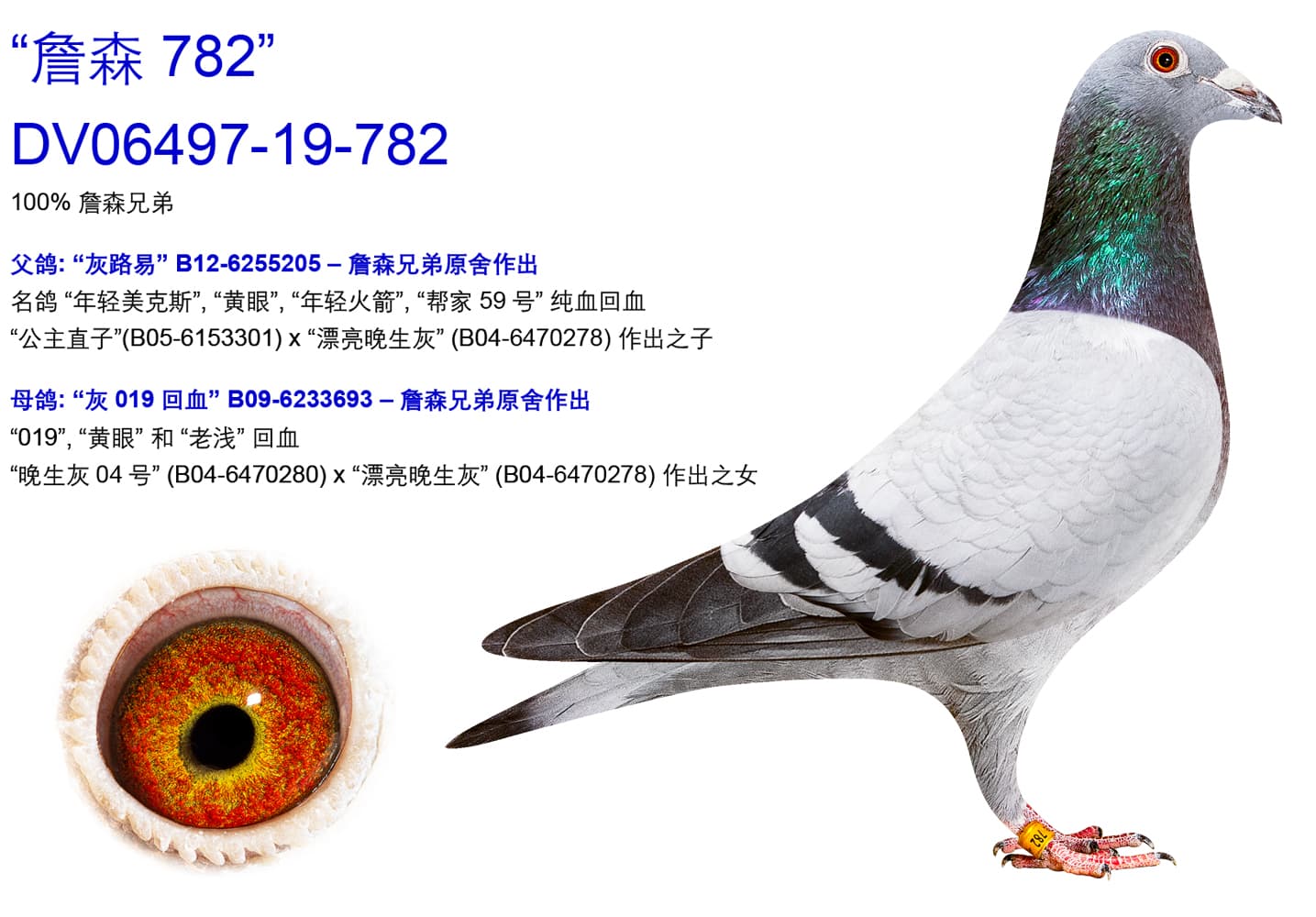 pigeon: undefined