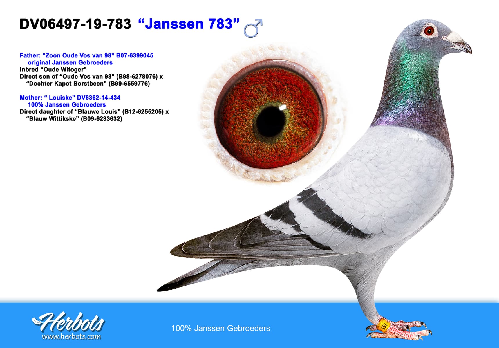 pigeon: undefined
