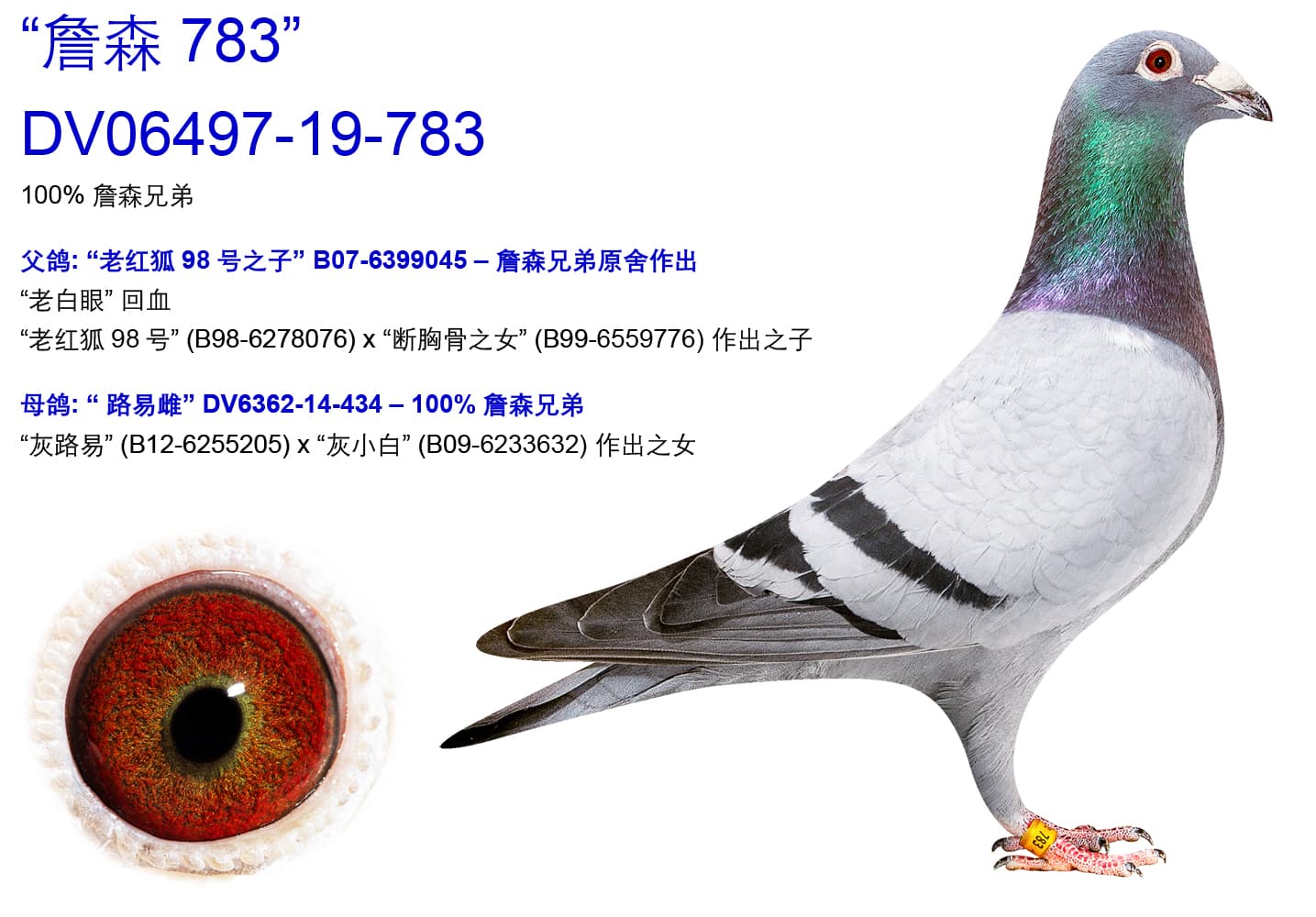 pigeon: undefined