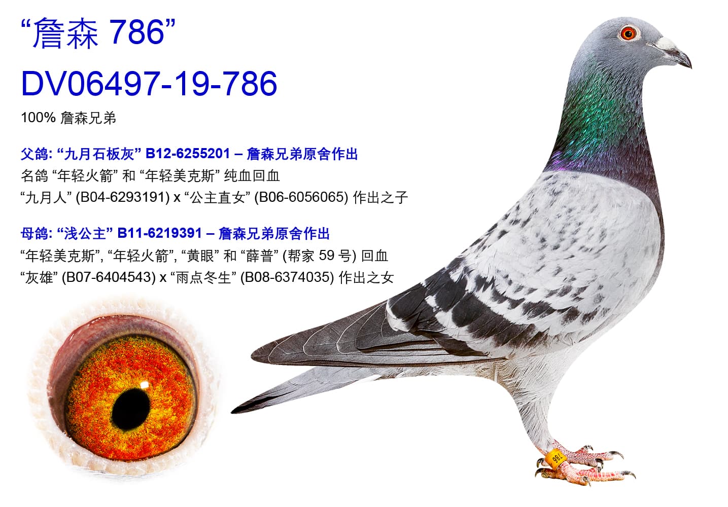 pigeon: undefined