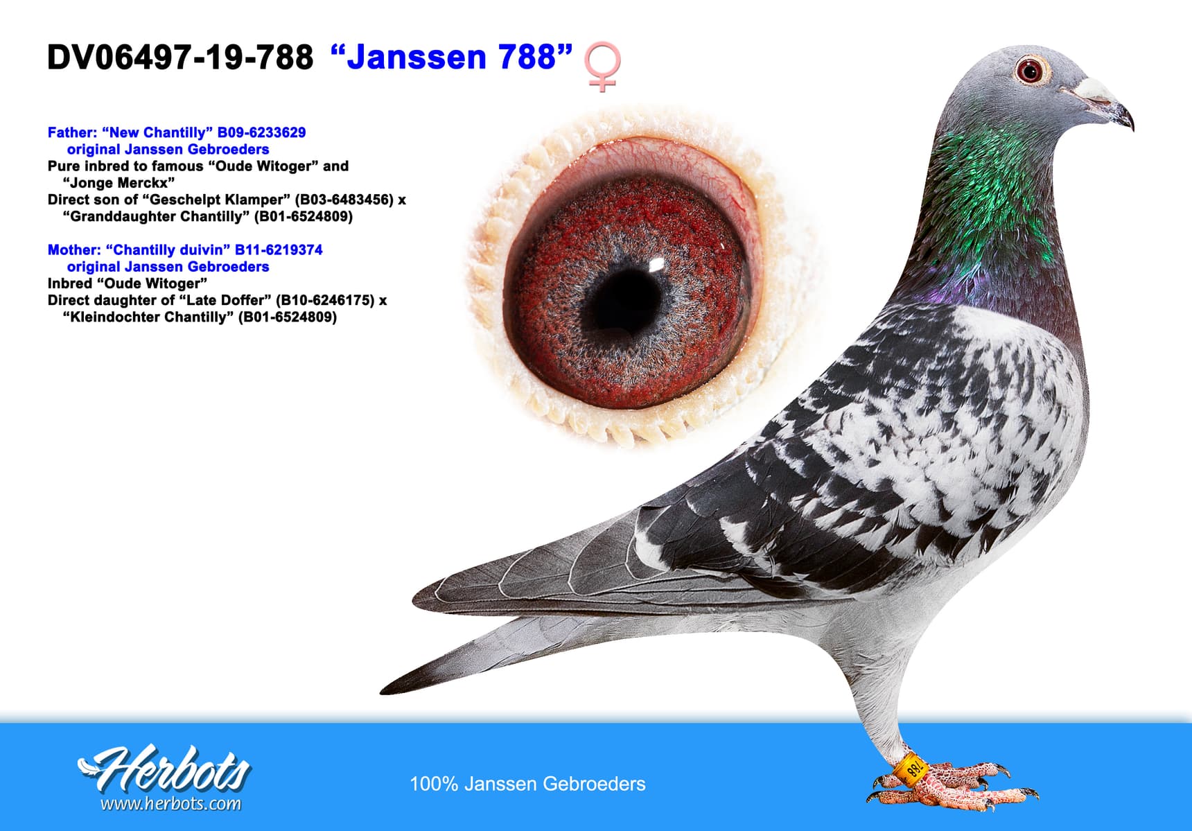 pigeon: “Janssen 788”