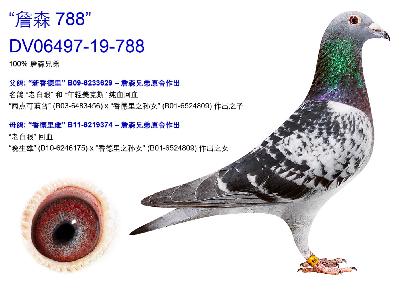 pigeon: “詹森 788"