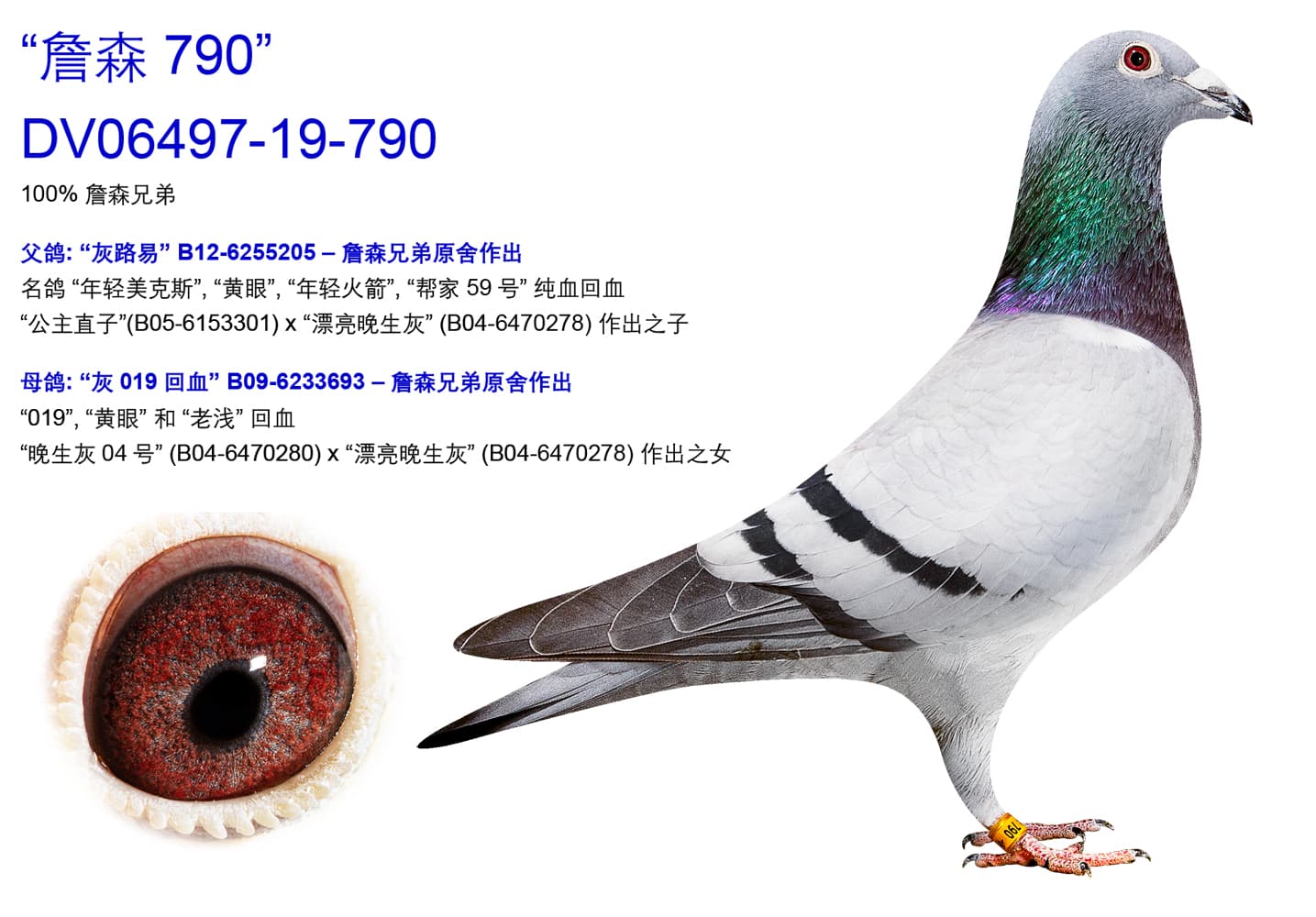 pigeon: undefined