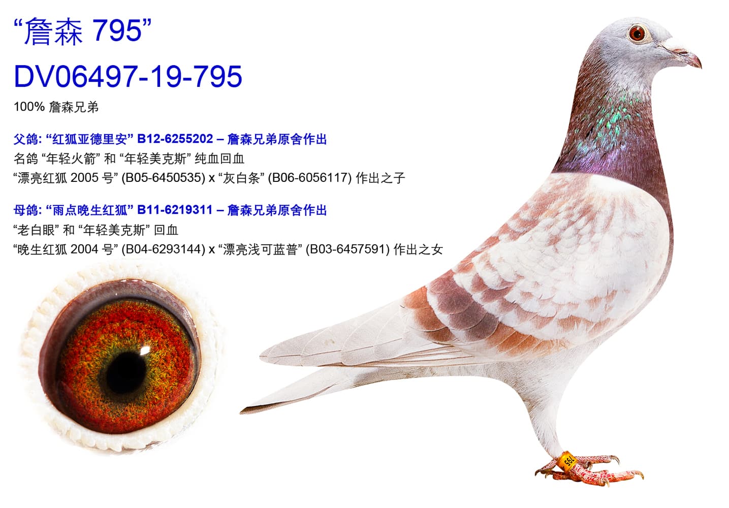pigeon: undefined