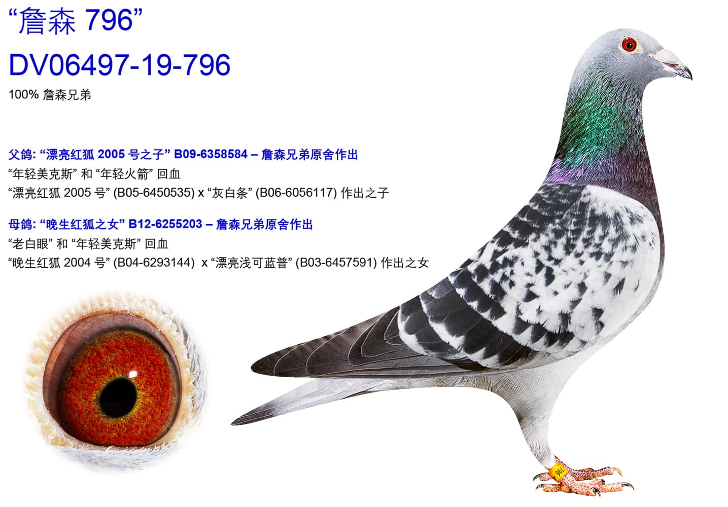 pigeon: undefined