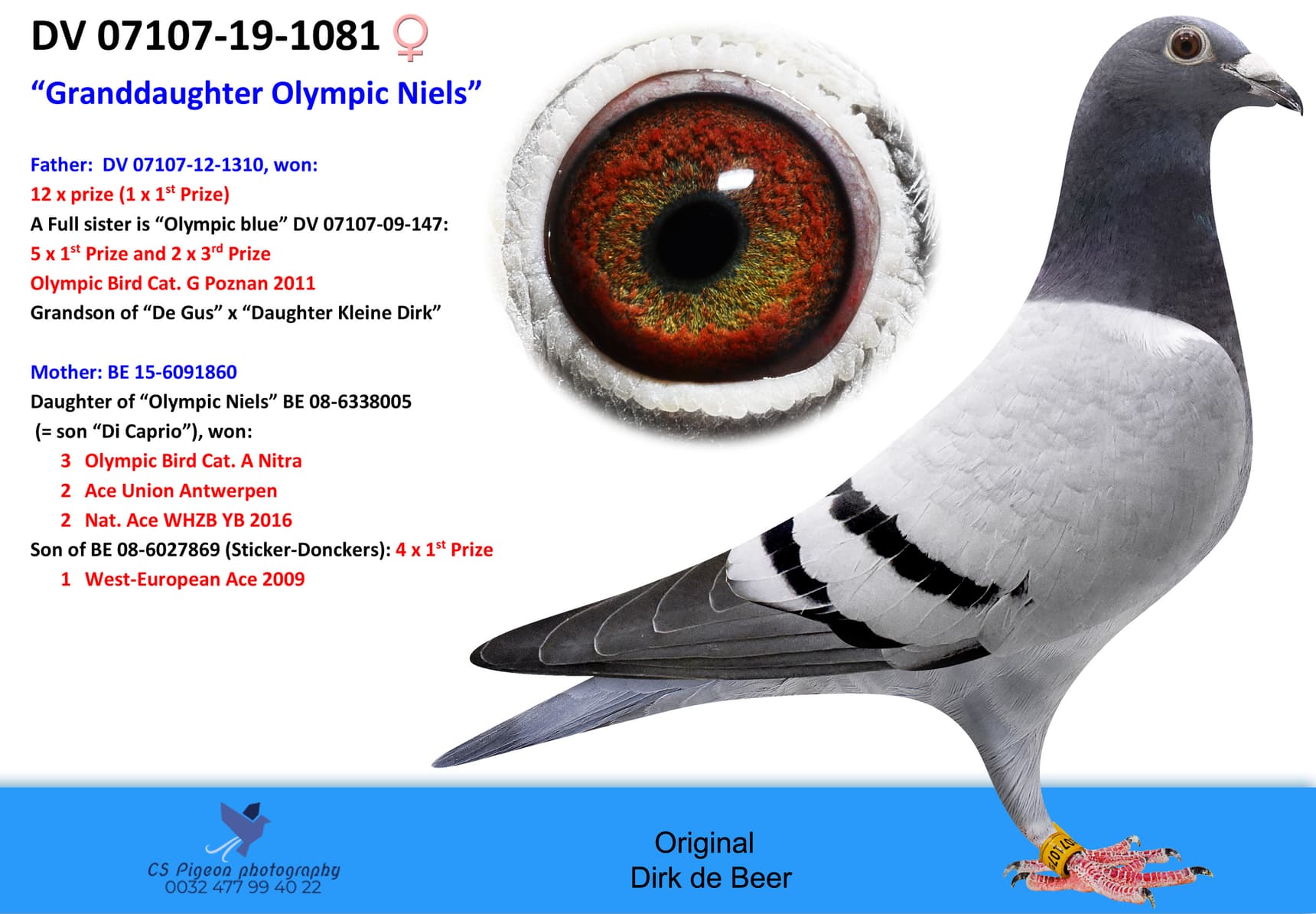 pigeon: 1081