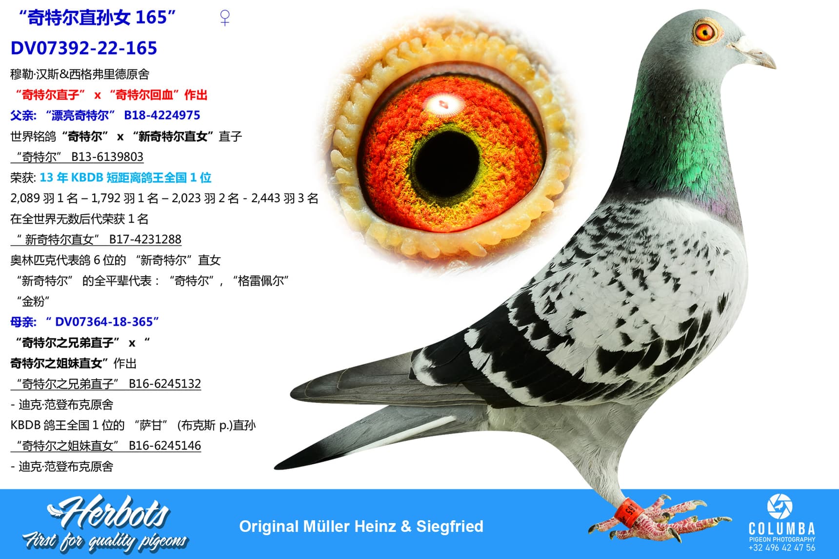 pigeon: undefined