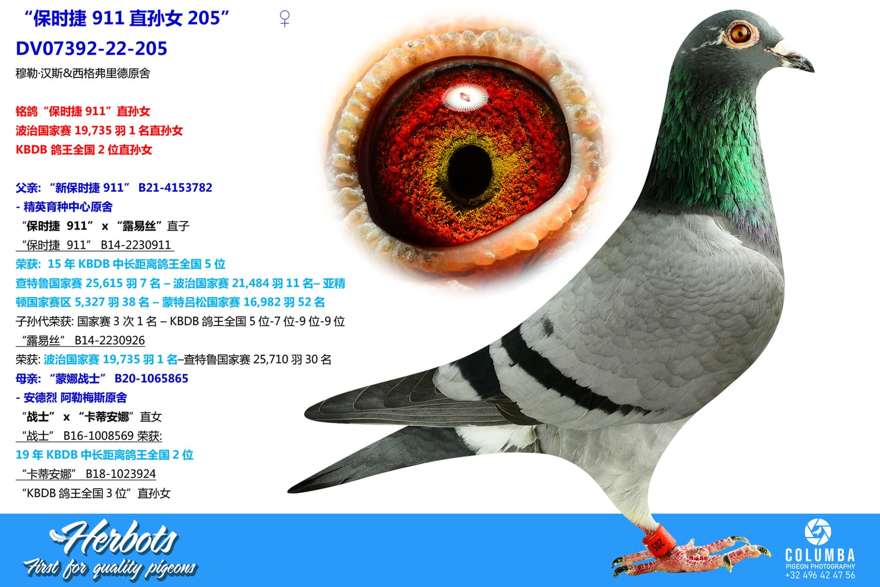 pigeon: “保时捷 911直孙女205”