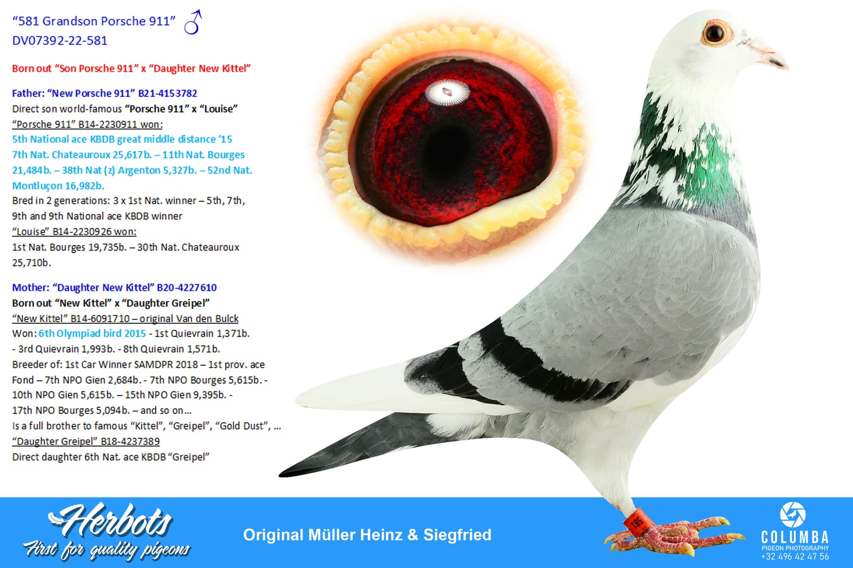 pigeon: “581 Grandson Porsche 911”