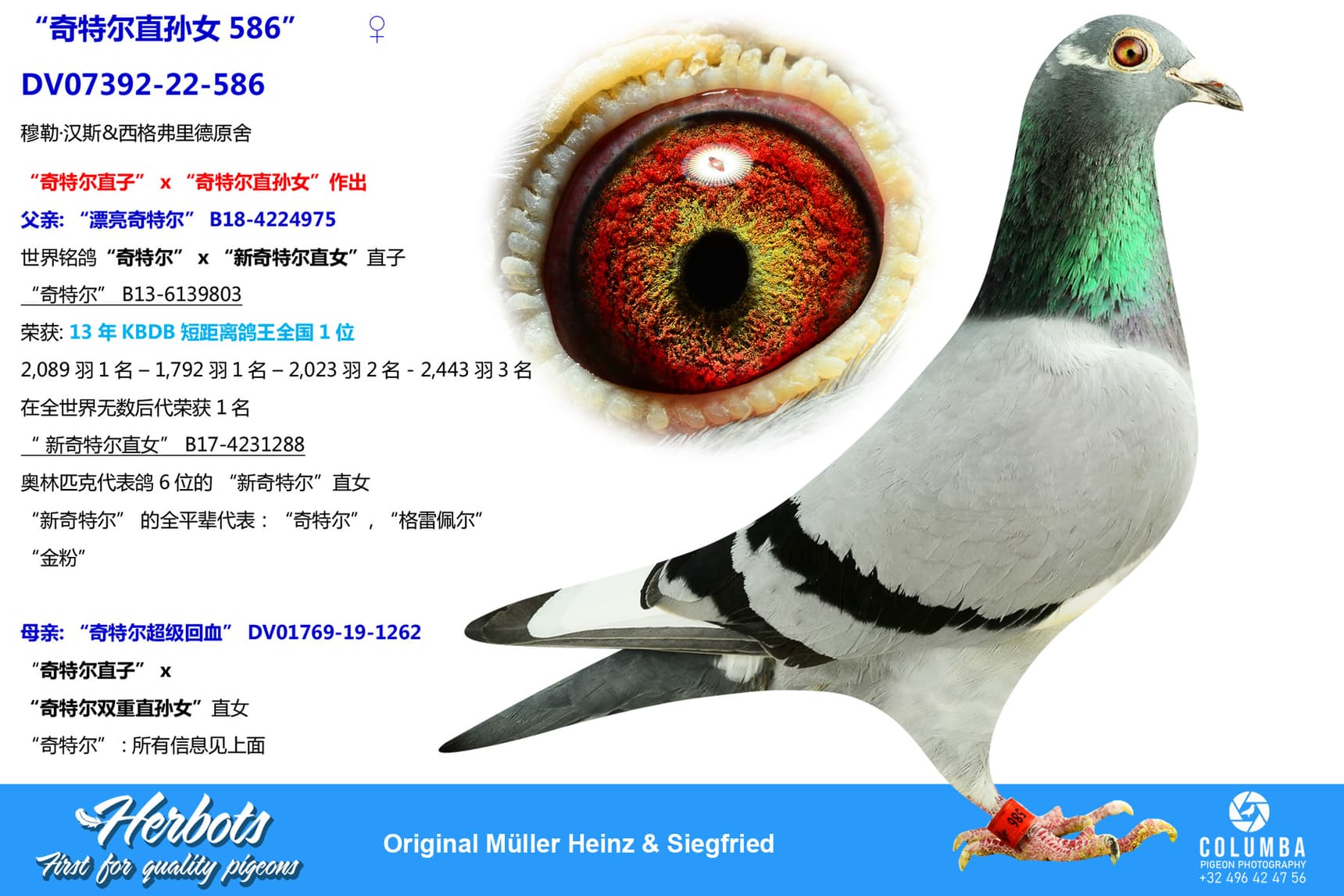 pigeon: undefined