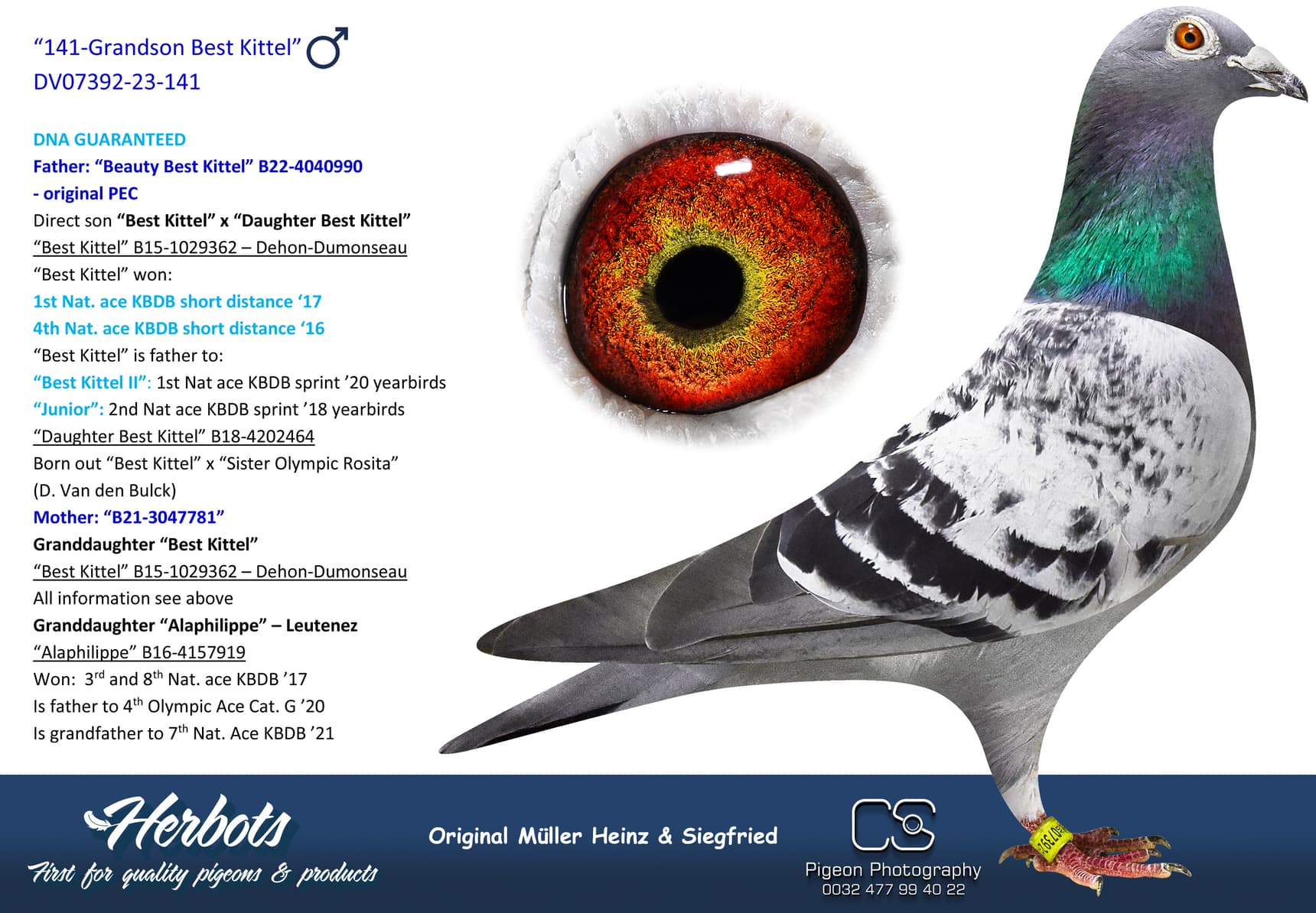 pigeon: “141-Grandson Best Kittel”