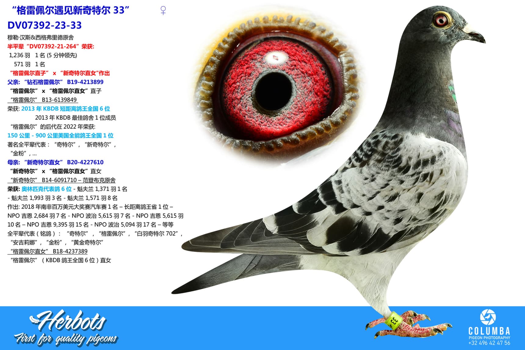 pigeon: “格雷佩尔遇见新奇特尔33”
