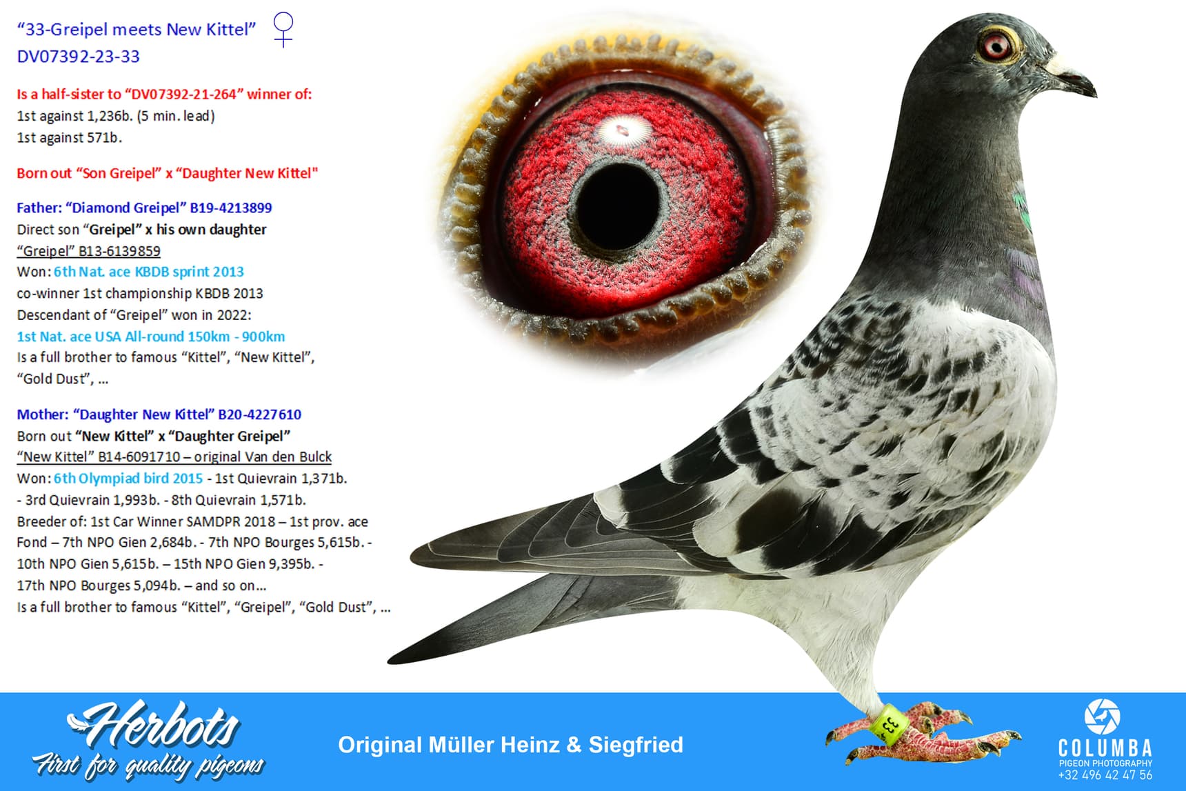 pigeon: undefined